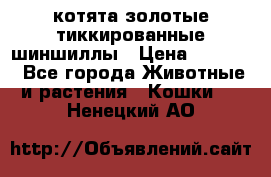 котята золотые тиккированные шиншиллы › Цена ­ 8 000 - Все города Животные и растения » Кошки   . Ненецкий АО